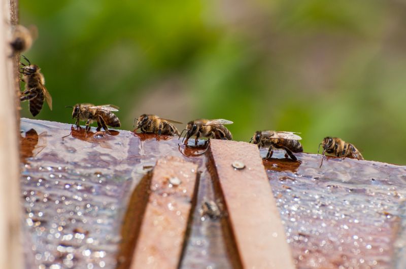 Bee Pest Control Solutions For Roofs, Walls, And Attics