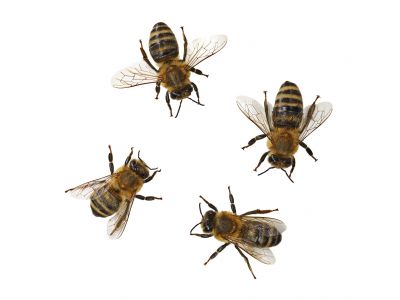 Ground Bees Extermination