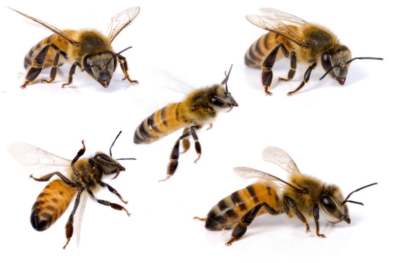 Why Professional Bee Pest Control Is Safer Than Diy Removal